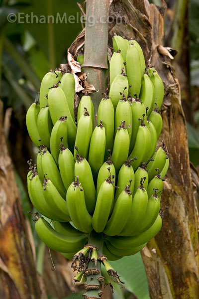 How Banana Grow