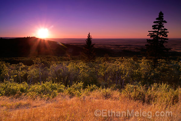 Cypress Hills Inter-provincial Park, Saskatchewan. 