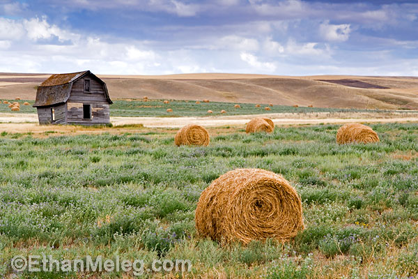 Abandoned prairie homestead in southern Saskatchewan.